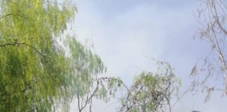 Llama PCyB a la conciencia y responsabilidad ciudadana