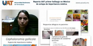 Reporta UAT el primer hallazgo en México de avispa de importancia médica