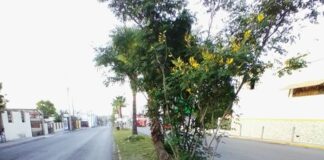 Prioriza Municipio de Reynosa limpieza de bulevares