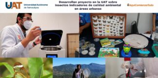 Desarrolla UAT proyecto sobre insectos indicadores de calidad ambiental en áreas urbanas