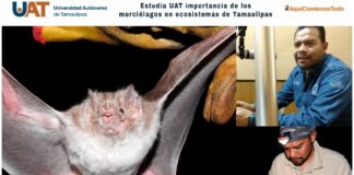 Estudia UAT la importancia de los murciélagos en ecosistemas de Tamaulipas