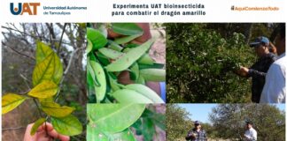Experimenta UAT bioinsecticida para combatir el dragón amarillo