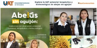 Explora la UAT potencial terapéutico y biotecnológico de abejas sin aguijón