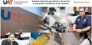Analizan bacteria que afecta a los perros y que puede trasmitirse al ser humano