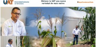 Obtiene la UAT una nueva variedad de maíz nativo