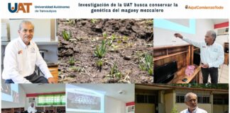 Investigación de la UAT busca conservar la genética del maguey mezcalero