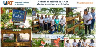 Cultivan en espacios de la UAT plantas aromáticas y medicinales