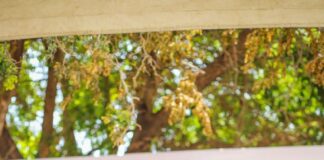 Beneficia Gobierno de Reynosa a dos colonias con pavimentación por 9.6 MDP