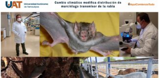 Cambio climático modifica distribución de murciélago transmisor de la rabia