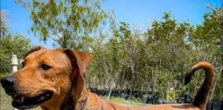 Cuenta Gobierno de Reynosa con animales de compañía para adopción