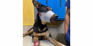 Maltrato animal no será permitido: Alcalde Carlos Peña Ortiz