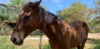 Prohibido en Reynosa uso de tracción animal