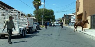 Atendió Gobierno de Reynosa reporte de caballos en la vía pública