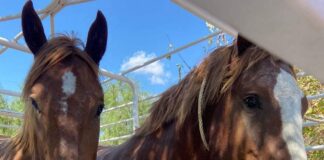 Gobierno de Reynosa busca a dueño de caballos