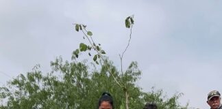 Gobierno de Reynosa reforesta y embellece Plaza de San Valentín