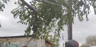 Denuncias son vitales para garantizar derechos de mascotas: Alcalde Carlos Peña Ortiz