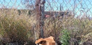 Velan rescatistas y Gobierno de Reynosa por animal maltratado