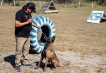 Implementa la UAT cursos de adiestramiento canino