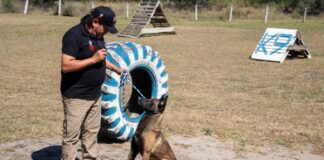 Implementa la UAT cursos de adiestramiento canino