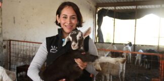 Produce la UAT cabritos de calidad suprema